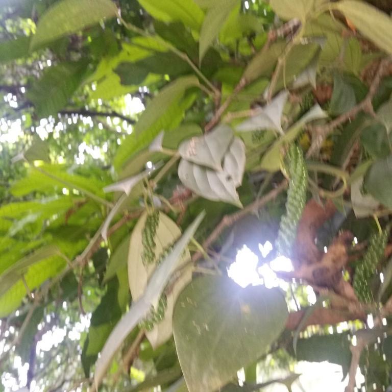 Jungle Village Homestay Pinnawala  Eksteriør billede
