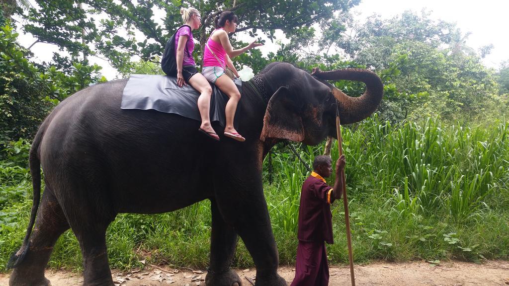 Jungle Village Homestay Pinnawala  Eksteriør billede